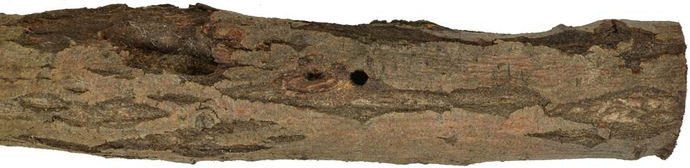 Pa SK Salix caprea.JPG